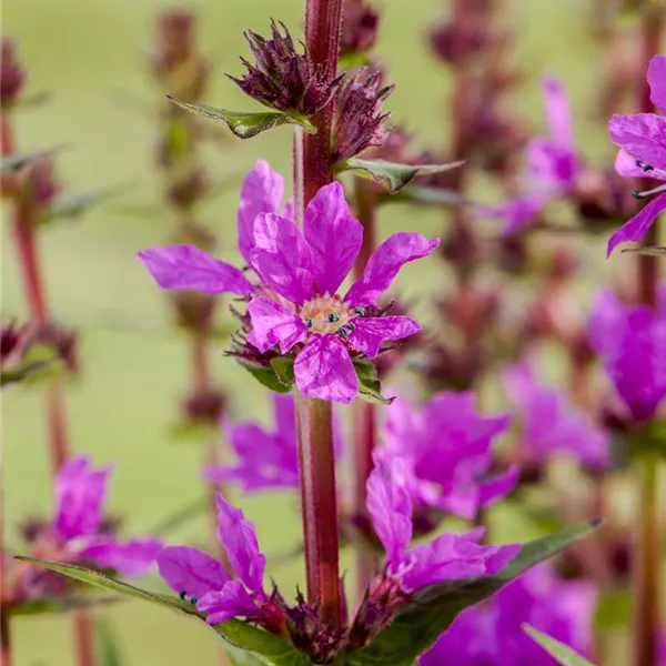 Lythrum salicaria, rosa, GartenBlutWeiderich Baumschule Ley
