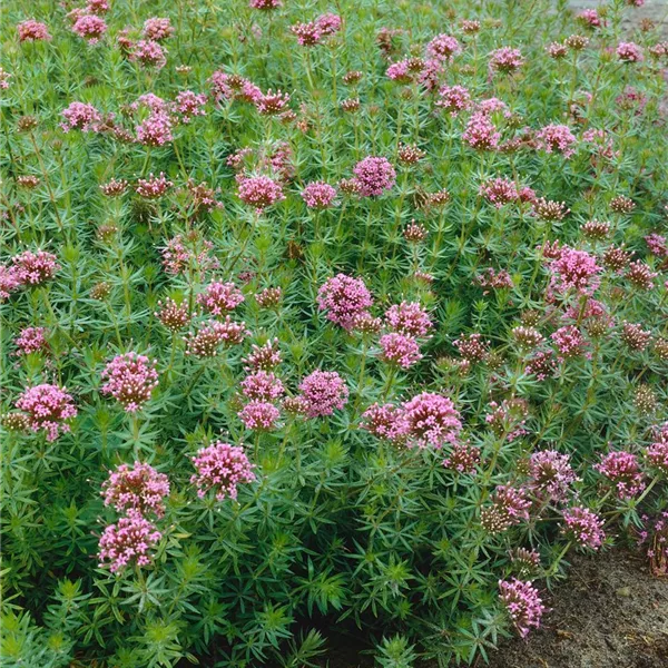 Phuopsis Stylosa Schein Waldmeister Baumschule Ley