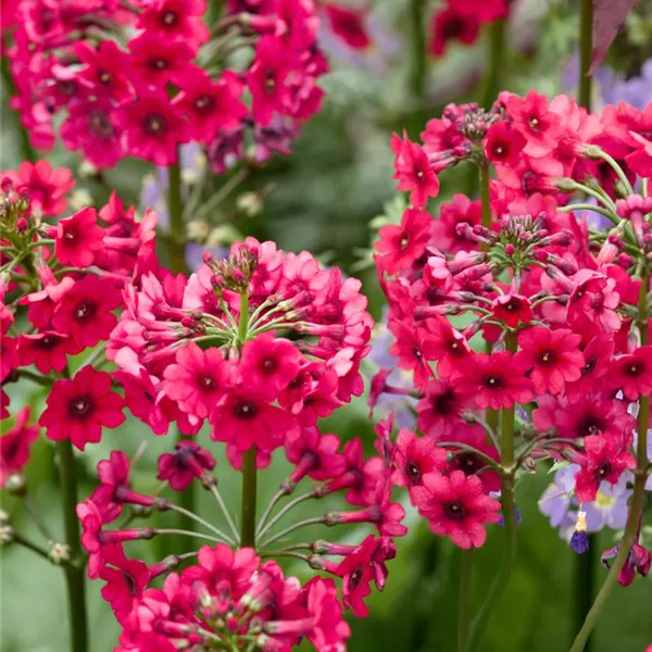 Primula japonica 'Millers Crimson',