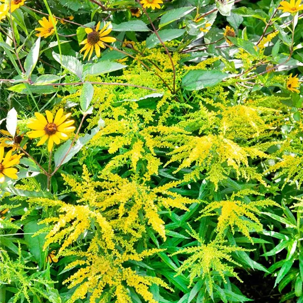 Solidago 'Strahlenkrone', GartenGoldrute 'Strahlenkrone' Baumschule Ley