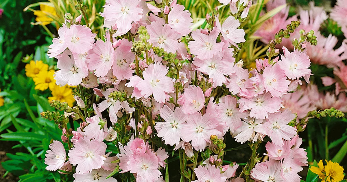 Sidalcea x cultorum, rosa, GartenPräriemalve Baumschule Ley