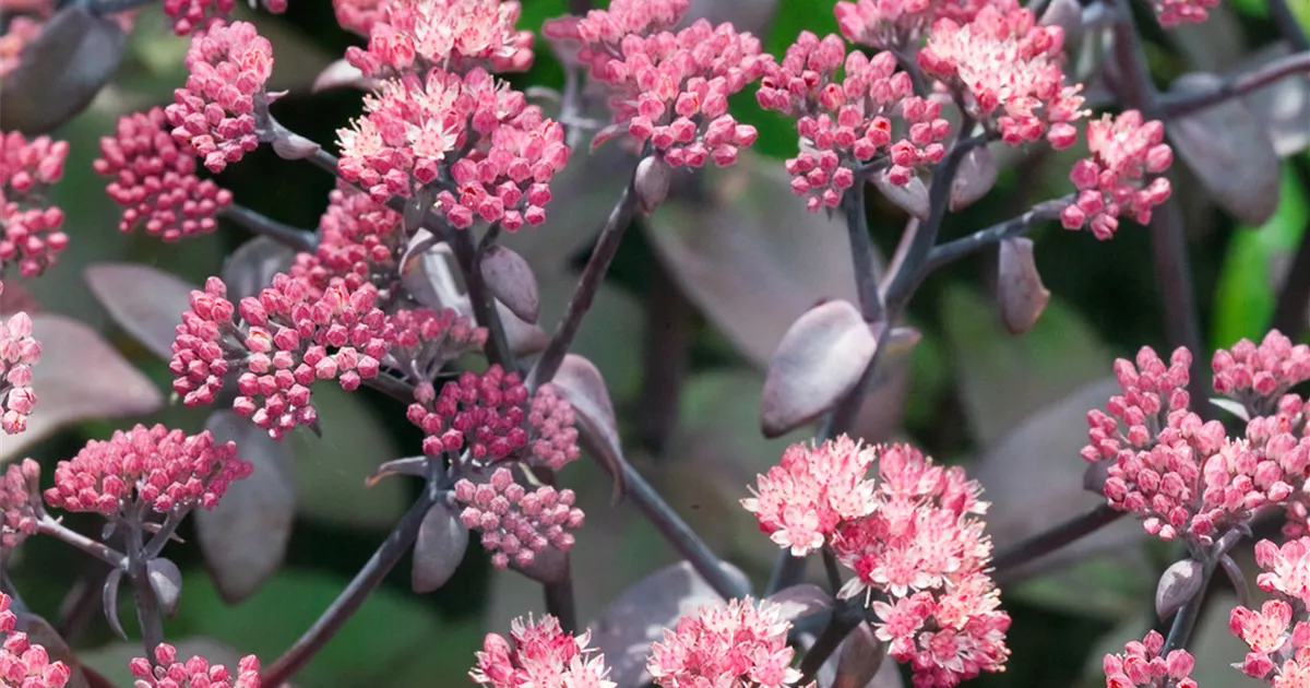 Sedum telephium 'Xenox'®, Rotbraunblättriges GartenFettblatt 'Xenox