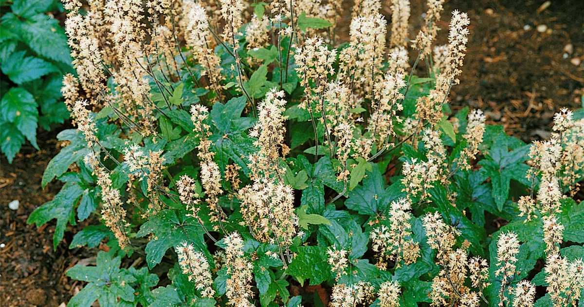 Tiarella laciniata 'Pink Bouquet', Zipfelblättrige GartenSchaumblüte