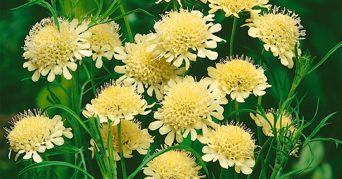 Scabiosa ochroleuca 'Moon Dance', Garten-Krätzkraut 'Moon Dance ...