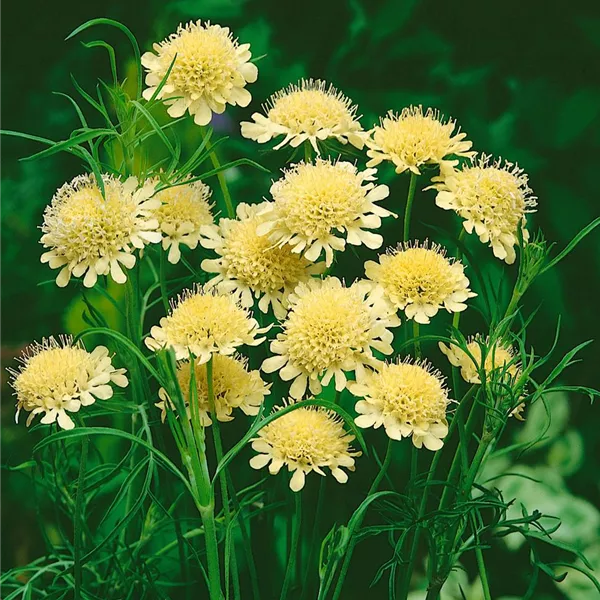 Scabiosa ochroleuca 'Moon Dance', GartenKrätzkraut 'Moon Dance