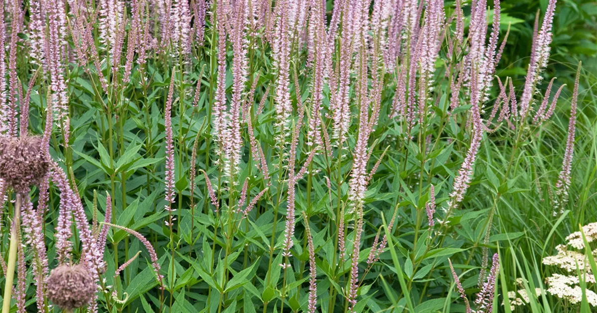 veronicastrum-virginicum-roseum-garten-kandelaberehrenpreis-roseum