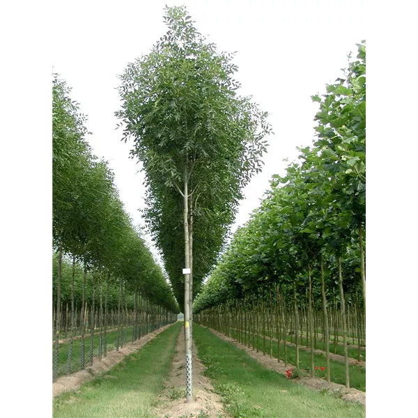 Fraxinus excelsior 'Geessink' , Gemeine Esche 'Geessink' Baumschule Ley