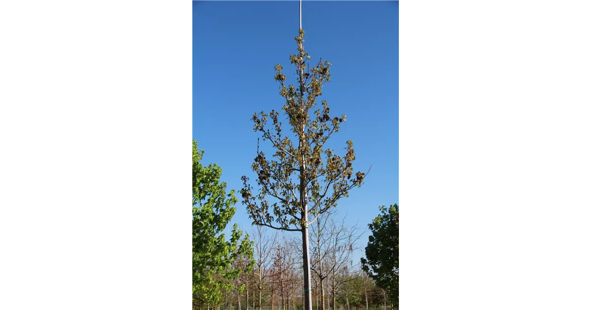 Liquidambar styraciflua 'Red Star', Amberbaum 'Red Star', Synonym L.s