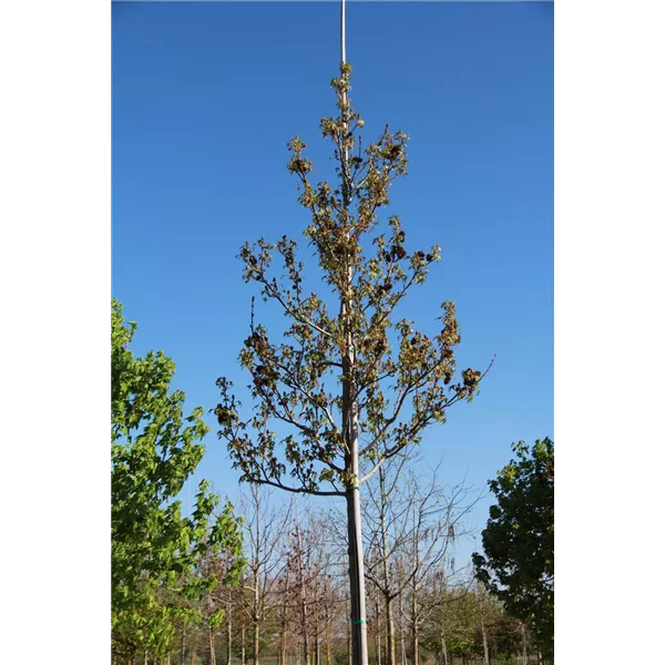 Liquidambar styraciflua 'Red Star', Amberbaum 'Red Star', Synonym L.s