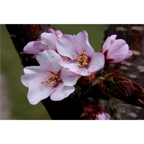 Prunus sargentii 'Rancho' , Zierkirsche 'Rancho', Prunus 'Rancho ...