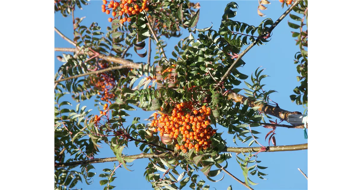 Sorbus serotina , MahagoniEberesche, Späte Vogelbeere Baumschule Ley