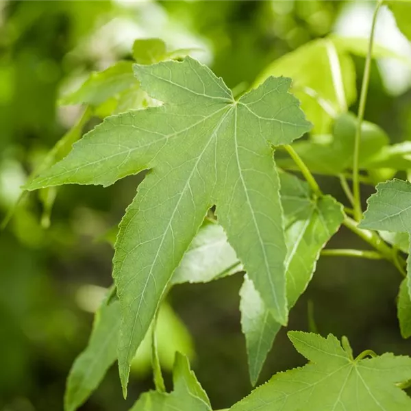 Liquidambar styraciflua 'Slender Silhouette', Amberbaum 'Slender