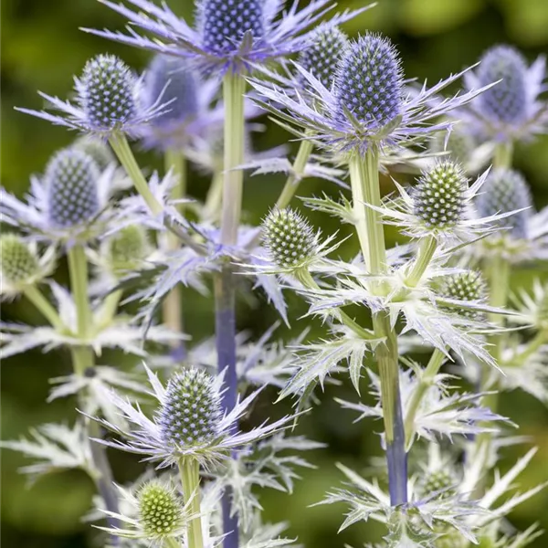 Eryngium x zabelii 'Big Blue', GartenMannstreu 'Big Blue' Baumschule Ley