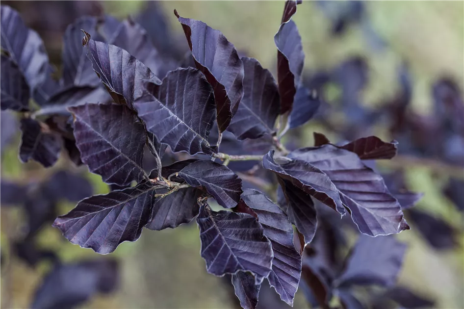 Fagus sylvatica 'Atropurpurea', Rotbuche 'Atropurpurea' - Baumschule Ley