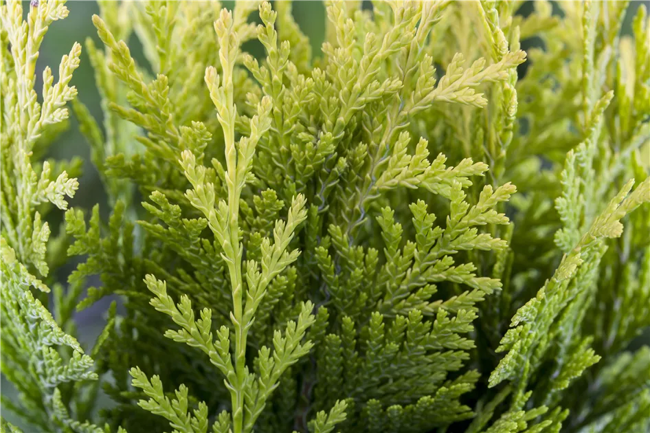 bio dünger zimmerpflanzen BIO Düngestäbchen für Zimmerpflanzen – Green Me Up