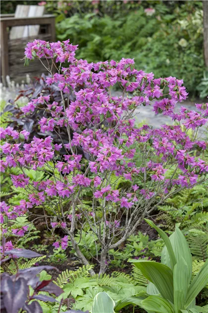 rhododendron staccato Scintillation Rhododendron – Plant Detectives main image 1