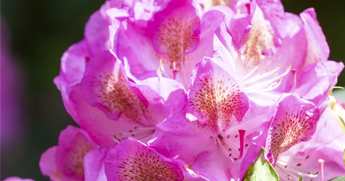 Rhododendron 'Diana', Rhododendron-Hybride 'Diana' - Baumschule Ley