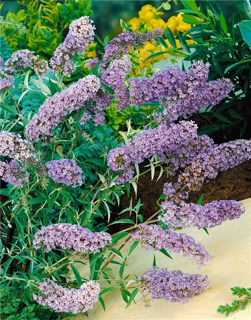 Buddleja davidii 'Nanho Blue', Sommerflieder 'Nanho Blue' - Baumschule Ley