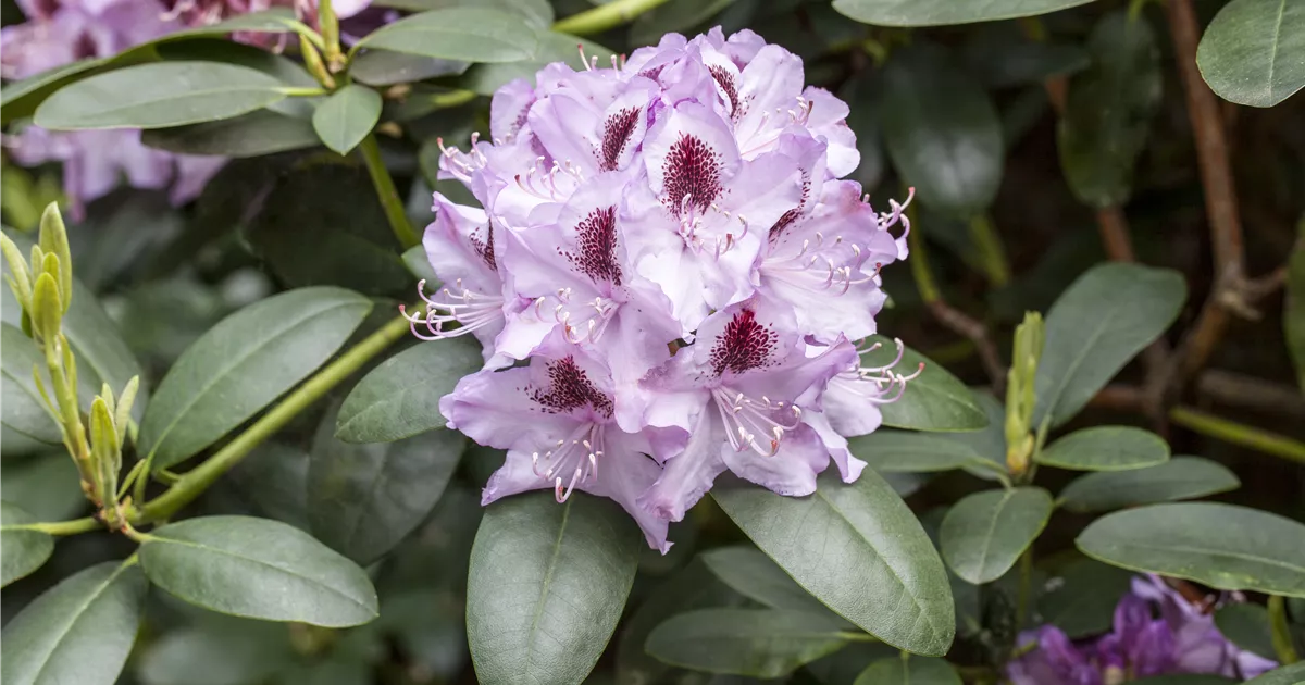 Rhododendron 'Humboldt' - Baumschule Ley
