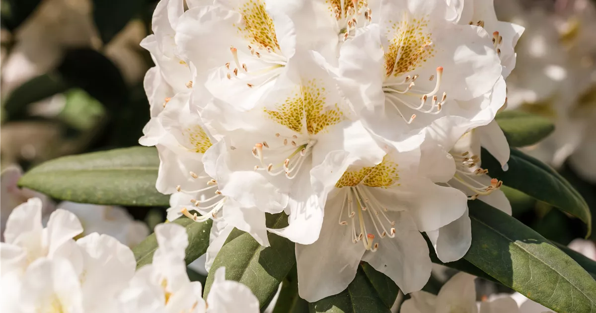 Rhododendron, wei, Kalktoleranter Rhododendron - Baumschule Ley