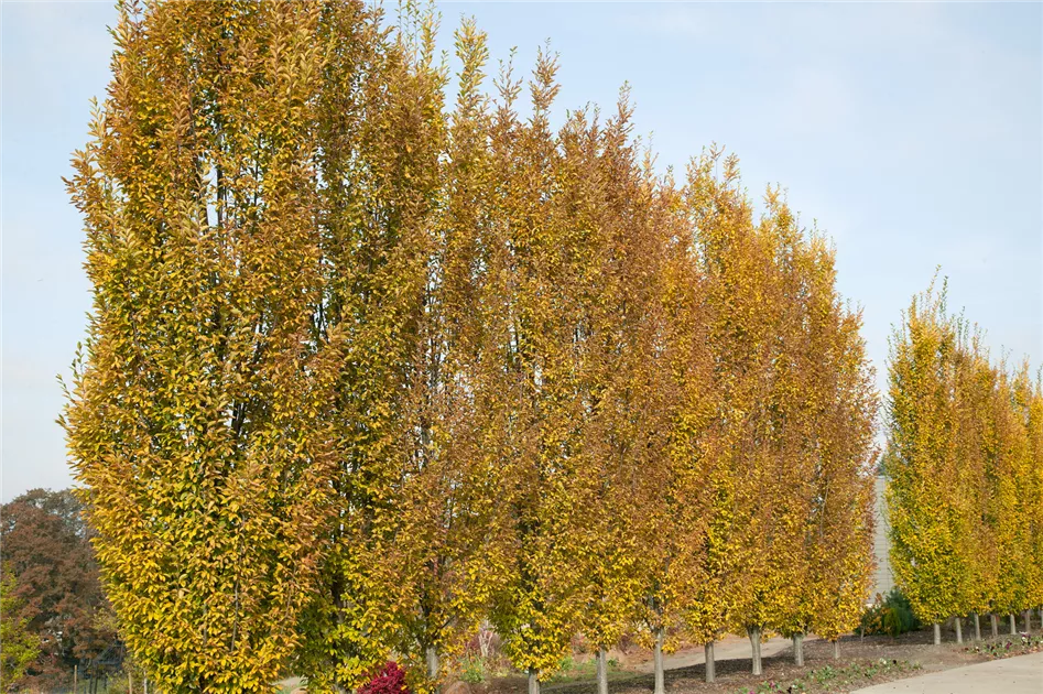 Carpinus betulus 'Fastigiata', Pyramiden-Hainbuche 'Fastigiata' -  Baumschule Ley