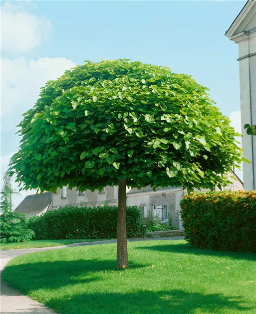 Catalpa bungei, Stamm, Grokroniger Trompetenbaum - Baumschule Ley