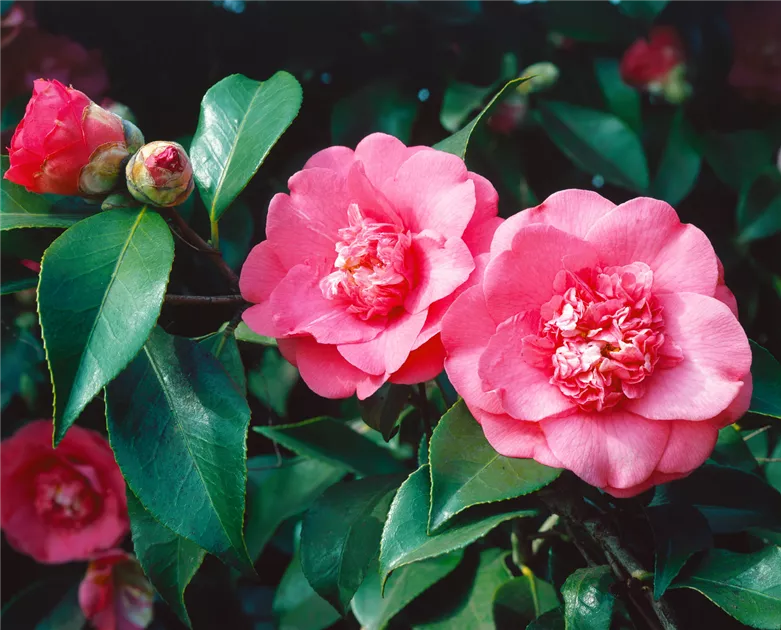 Camellia japonica 'Elegans', Japanische Kamelie 'Elegans' - Baumschule Ley