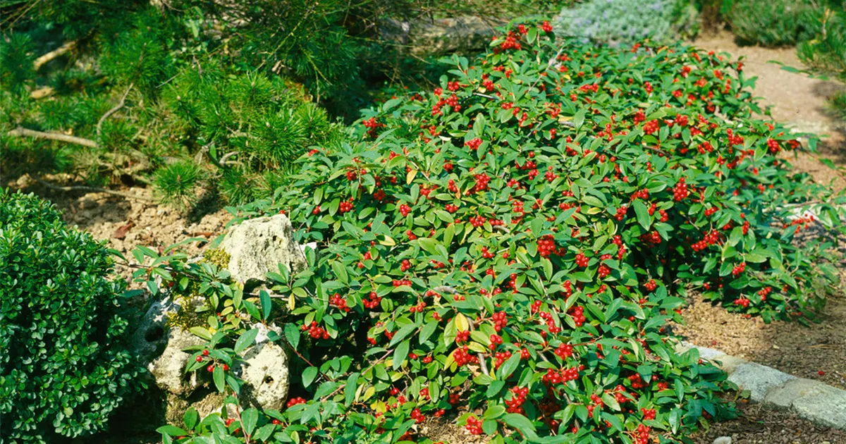 Cotoneaster salicifolius 'Herbstfeuer', Kriechmispel 'Herbstfeuer' -  Baumschule Ley
