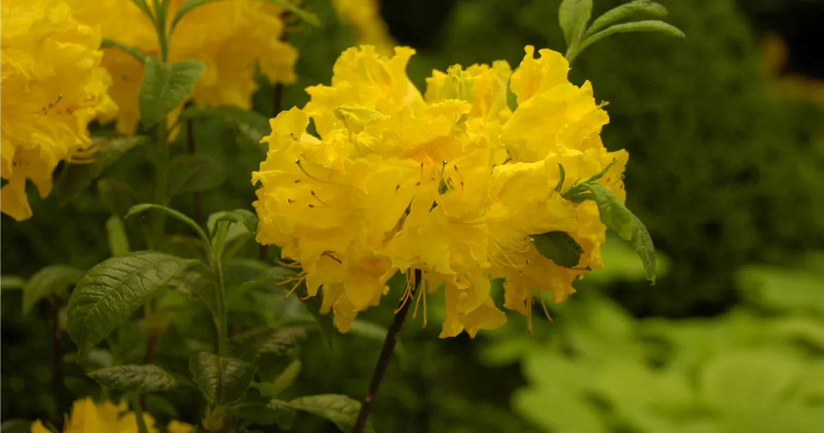 Rhododendron luteum, gelb, Laubabwerfende Azalee - Baumschule Ley