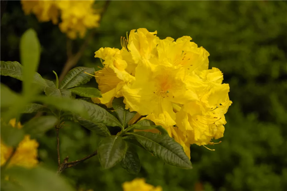 Rhododendron luteum, gelb, Laubabwerfende Azalee - Baumschule Ley