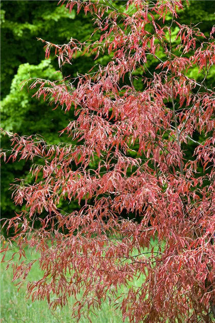 Fagus sylvatica 'Ansorgei', Rotbuche 'Ansorgei' - Baumschule Ley