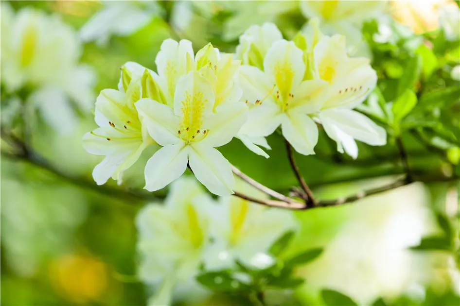 Rhododendron luteum, wei, Laubabwerfende Azalee - Baumschule Ley