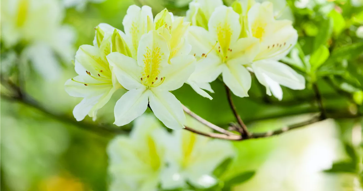 Rhododendron luteum, wei, Laubabwerfende Azalee - Baumschule Ley