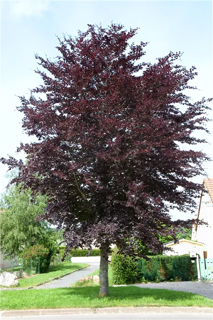 Fagus sylvatica 'Atropunicea', Blutbuche 'Atropunicea' - Baumschule Ley