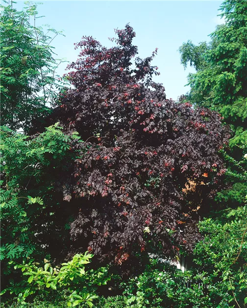 Fagus sylvatica 'Atropunicea', Blutbuche 'Atropunicea' - Baumschule Ley