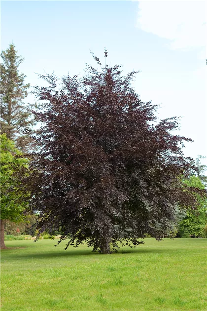 Fagus sylvatica 'Atropurpurea', Rotbuche 'Atropurpurea' - Baumschule Ley