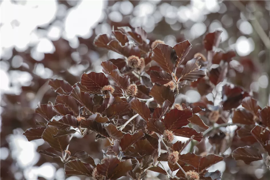 Fagus sylvatica 'Purpurea Latifolia', Blut-Buche 'Purpurea Latifolia' -  Baumschule Ley
