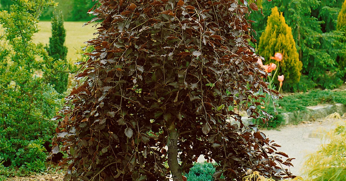 Fagus sylvatica 'Purpurea Pendula', Schwarzrote Hngebuche 'Purpurea  Pendula' - Baumschule Ley