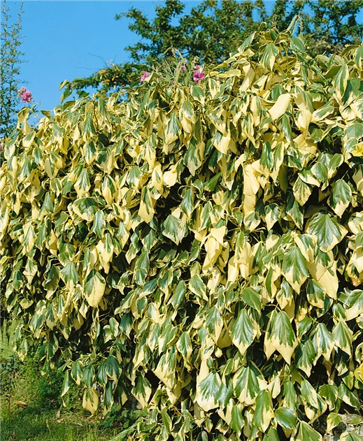 hedera terrestris Hedera helix main image 0