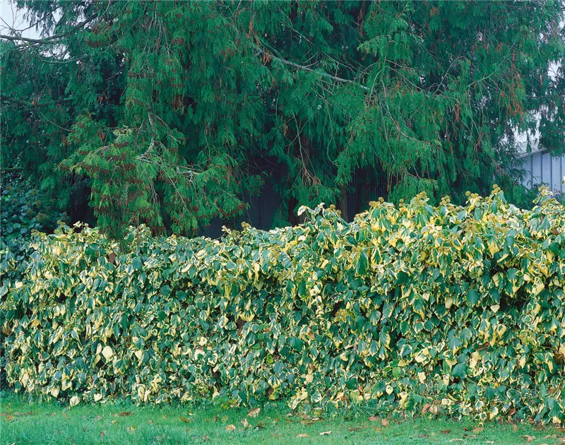 Hedera colchica 'Dentata Variegata', Buntlaubiger Kaukasischer Efeu -  Baumschule Ley