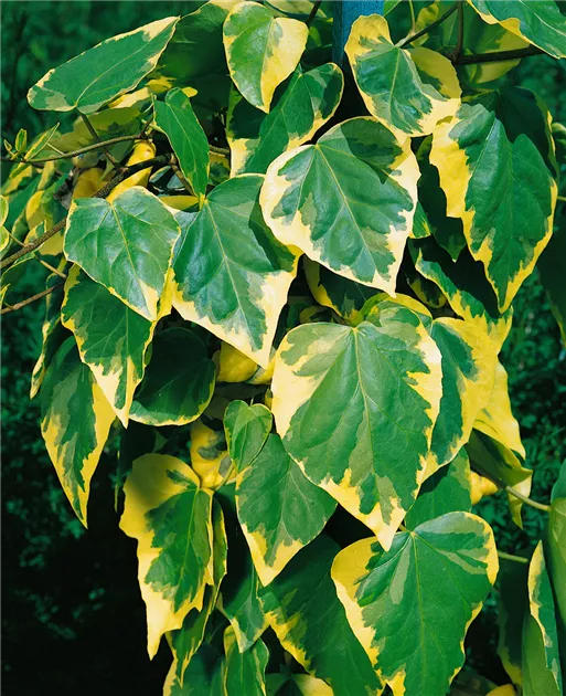 Hedera colchica 'Dentata Variegata', Buntlaubiger Kaukasischer Efeu -  Baumschule Ley