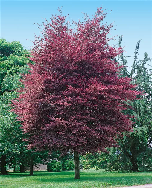 Fagus sylvatica 'Purpurea Tricolor', Blutbuche 'Tricolor' - Baumschule Ley