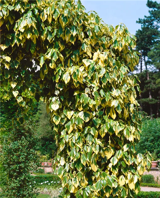 elefantenfuß kosten Elefantenfuß (Beaucarnea recurvata) kaufen main image 0