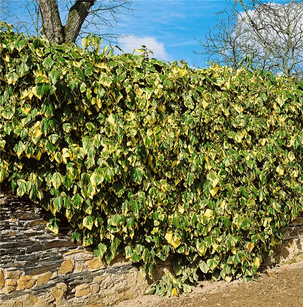 Hedera colchica 'Dentata Variegata', Buntlaubiger Kaukasischer Efeu -  Baumschule Ley
