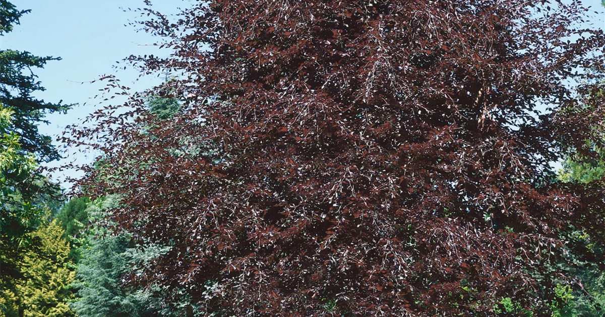 Fagus sylvatica 'Riversii', Rotbuche 'Riversii' - Baumschule Ley