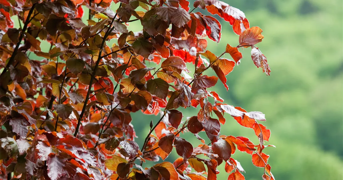 Fagus sylvatica 'Rohan Obelisk', Rotbuche 'Rohan Obelisk' - Baumschule Ley