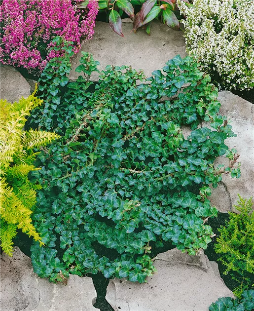 gummibaum mit stamm Ficus Elastica Abidjan am Stamm