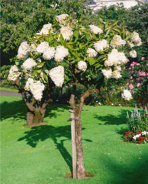 Hydrangea paniculata Grandiflora Rispenhortensie Grandiflora Baumschule Ley