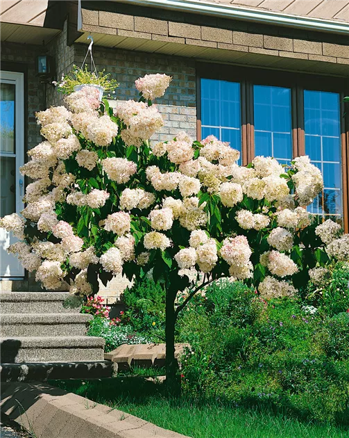 Hydrangea paniculata Grandiflora Rispenhortensie Grandiflora Baumschule Ley