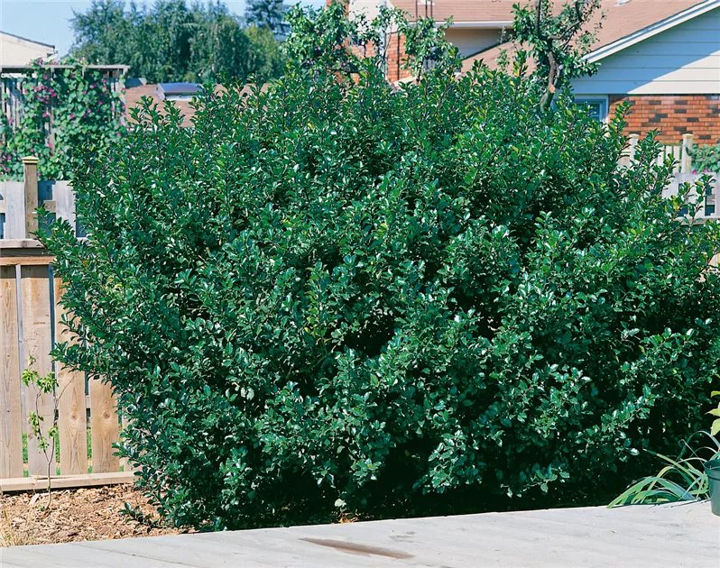 thuja brabant 180 200 gnstig Thuja occidentalis 'Brabant' Konifere (Lebensbaum) | 180-200 cm mit  Wurzelballen